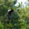 Lake Martin Eagle Flight