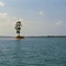 THE LONE PINE, Sand Island, Lake Martin, ALA (8-4-2006)