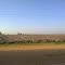 Cotton Field