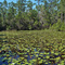 Florida pond