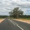 Driving from Musina to Kruger's Park, Baobab tree