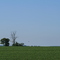 Crowned Crane in distance