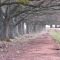 Fairlights Oaks