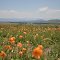 Poppy Day