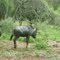 Wildebeast - Khumula
