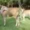 Khumula - Eland
