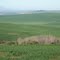 Wheat in the SA breadbasket