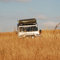 Landy in long grass