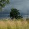 Afrique du sud - Route vers Johanesbourg - cosmos