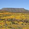 Spring in Bushmanland