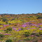 Flowers in Bushmanland.