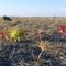 Glenlyon. Bolplante begin blom