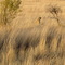 Cheetah Eating out of a Thomasan Gazelle, Sun City South Africa