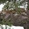 makuela leopard  Hills lodge