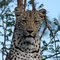 Leopard Hills