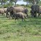 Herd on a mission
