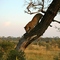 leopardo bij leopard hills