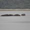 hippos & baby 'walking' on the water in the st. lucia wetlands