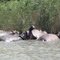 Hippo in St. Lucia Lake
