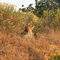st lucia game reserve sudafrica