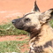 Rhino Lion Park - Wild dog