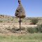 Pofadder ,Sociable Weaver nest