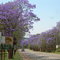 Jacarandas en Piet Retief (primavera)