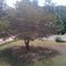 Dogwood