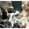 Bourkes luck potholes
