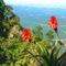 A Floral Panorama