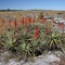 Aloe spec.