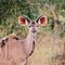 Kudu