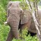 Elephant on Mahoni Loop