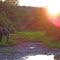 Elephant near Punda Maria Camp, before sunset