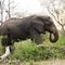 Olifant aan de maaltijd, Kruger Park (Trudi)