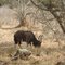 Nyala in het Kruger Park (Trudi)