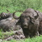 Kruger N.P., Thulamila waterplace, African Buffalo