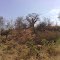 Baobab Tree