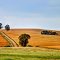  Gumtrees mark the dirt road through the ripe cornfield of the Swartland