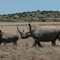 Rolfontein White Rhinos
