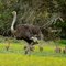 Ostrich hen and chicks, Kragga Kamma reserve, Port Elizabeth