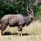 Kragga Kamma - Buck