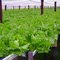 NFT Gutter system with lettuce