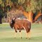 Njala bull