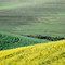 Green & Yellow Fields