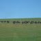 Ostriches - wild or farmed?