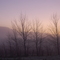 poplars in Sunrise,