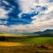 Canola Farm near Riversdale - Western Cape