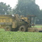 Harvesting Green Beans, England, AR