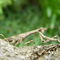 Praying Mantis